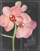 Chalkboard Flower I Fine Art Print