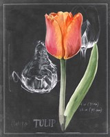 Chalkboard Flower III Fine Art Print