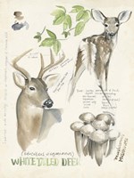 Wildlife Journals IV Fine Art Print