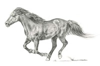 Wild Horse Portrait I Fine Art Print