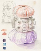 Sea Urchin Sketches I Framed Print
