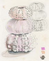 Sea Urchin Sketches II Fine Art Print