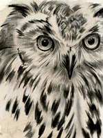 Charcoal Owl I Fine Art Print