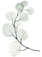 Silver Dollars I Fine Art Print