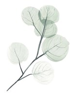 Silver Dollars II Fine Art Print