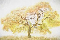 Golden Tree Fine Art Print