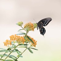 Butterfly Portrait II Fine Art Print