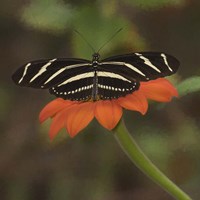 Butterfly Portrait VII Framed Print