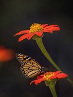 Butterfly Portrait X Fine Art Print