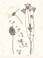 Pressed Blooms II Fine Art Print