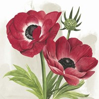 Crimson Anemones I Fine Art Print