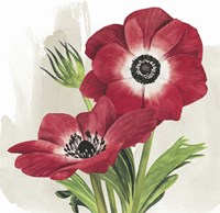 Crimson Anemones II Fine Art Print