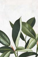 Pura Vida IV Framed Print