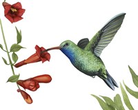 Hummingbird & Flower I Fine Art Print