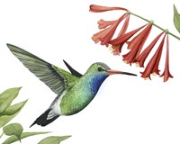Hummingbird & Flower II Fine Art Print