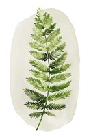 Spot Fern II Fine Art Print