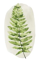 Spot Fern III Fine Art Print