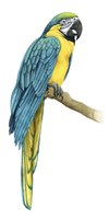 Teal Macaw I Fine Art Print