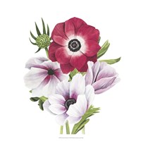 Anemone Blooms I Fine Art Print