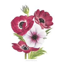 Anemone Blooms II Fine Art Print