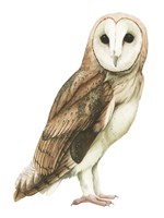 Alba I Fine Art Print