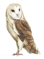 Alba II Fine Art Print