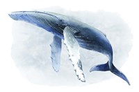 Watercolor Humpback II Fine Art Print