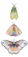 Moth Fairies II Framed Print
