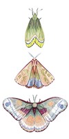Moth Fairies II Fine Art Print