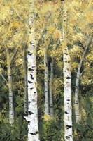 Birch Treeline II Framed Print