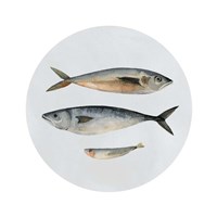 Three Fish I Fine Art Print
