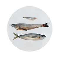Three Fish II Fine Art Print