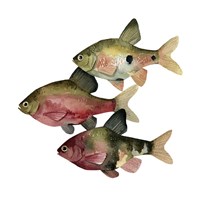 Rainbow Fish I Fine Art Print