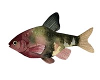 Rainbow Fish IV Framed Print
