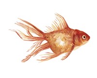 Ornamental Goldfish II Fine Art Print