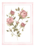 Rose Pattern II Framed Print