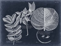 Foliage on Navy I Fine Art Print