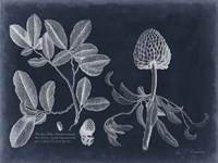 Foliage on Navy II Fine Art Print