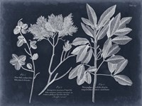 Foliage on Navy VI Fine Art Print