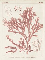 Antique Coral Seaweed I Fine Art Print