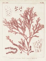 Antique Coral Seaweed I Framed Print