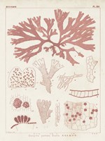 Antique Coral Seaweed III Fine Art Print