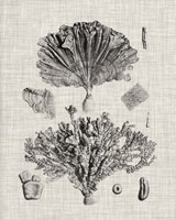 Coral Specimen III Framed Print