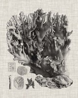 Coral Specimen V Fine Art Print