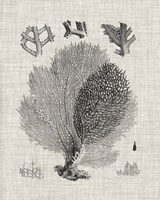 Coral Specimen VI Framed Print