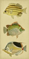 Trio of Tropical Fish I Fine Art Print