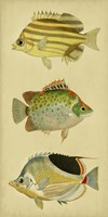 Trio of Tropical Fish I Framed Print