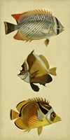 Trio of Tropical Fish II Fine Art Print