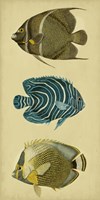Trio of Tropical Fish III Fine Art Print