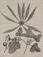 Eloquent Leaves III Framed Print